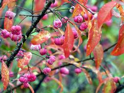 Fall Berries Pink