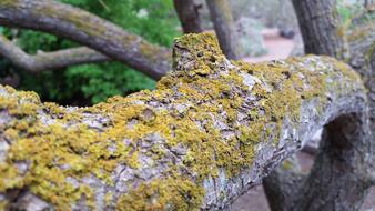 Trunk Fungus Moss