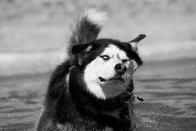 Siberian Husky in black and white blurred background