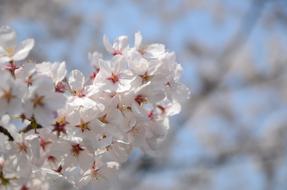 Cherry Blossom Flower White Blue