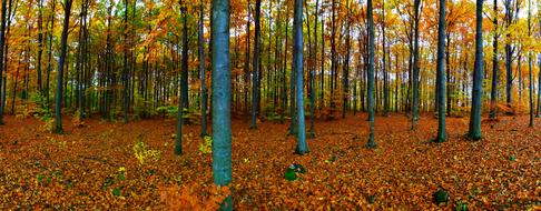 Autumnal Foliage in Forest