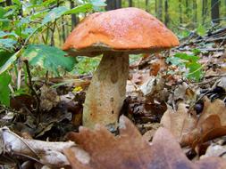 Mushroom Forest