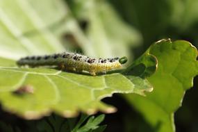 Green Worm Gasiennica