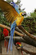 colorful macaw parrots on branches