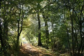 Autumn Forest at Sunlight