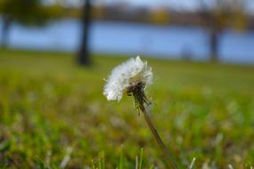 Dandelion Seeds Summer