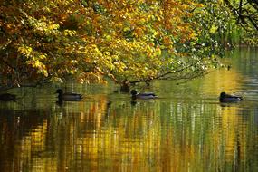 Autumn Water and forest