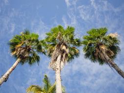 Palm Trees Sky