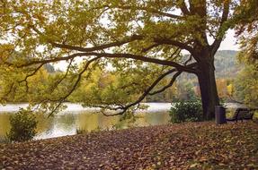 Autumn Nature Tree