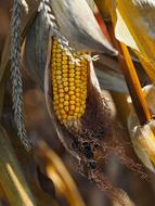 Corn Agriculture Cereals