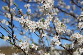 Spring Flowers Nature