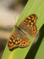 Butterfly Saltacercas Leaf