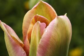 Fire Tulip Onion Plant