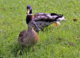 Duck Couple