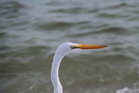 incredibly cute Feather head bird