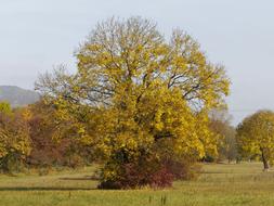 Fall Landscape Nature Autumn