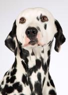 Dalmatian Dog Portrait