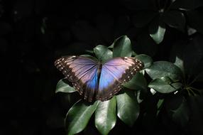 Close-up of the colorful night butterfly on the green leaves