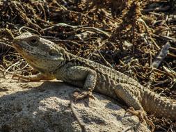Lizard on stone in Cyprus