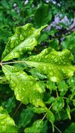 Plant Rain Garden