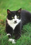 black Cat with White Socks lays on grass