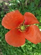 Poppy Flower