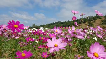 pink and purple flowers meadow