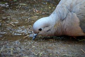 portrait of gray dove drinks from a puddle