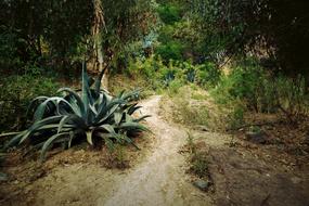 Forest Path Trail