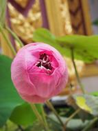 Lotus Flower