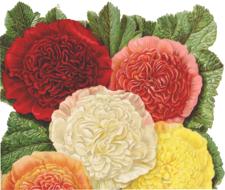 flowers yellow pink orange red