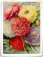 flowers page colorful red yellow