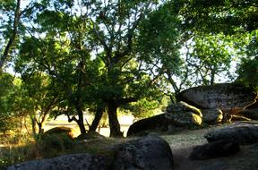 Rocks Forest Nature