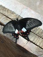 enchanting Wood Butterfly