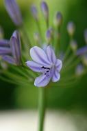 Blue Blossom Bloom