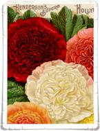flowers page colorful red yellow