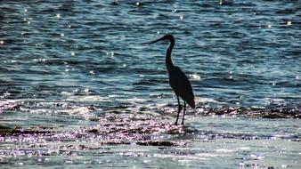 heron on shiny water on a sunny day