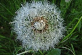 Flower Nature