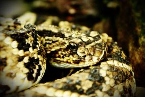 Close-up of the beautiful and colorful, patterned exotic snake