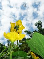 Flower Sky Nature