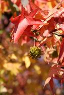 Leaf Autumn Red