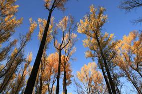 Arboleda Autumn Nature
