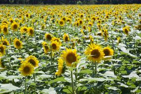 Sunflower Flower Pretty