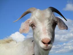 gorgeous Goat Animal Blue