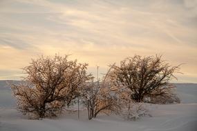 the bushes are dry in the snow