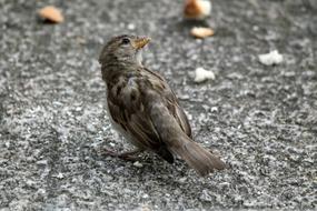 sparrow in Switzerland