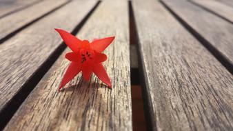 Red Orange Flower