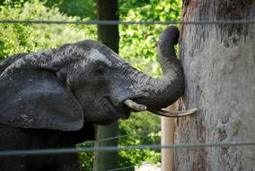 funny elephant near the pole