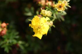 Yellow Poppy Flower in Garden