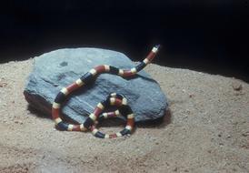 Western Coral Snake Reptile